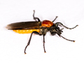 Bibio hortulanus